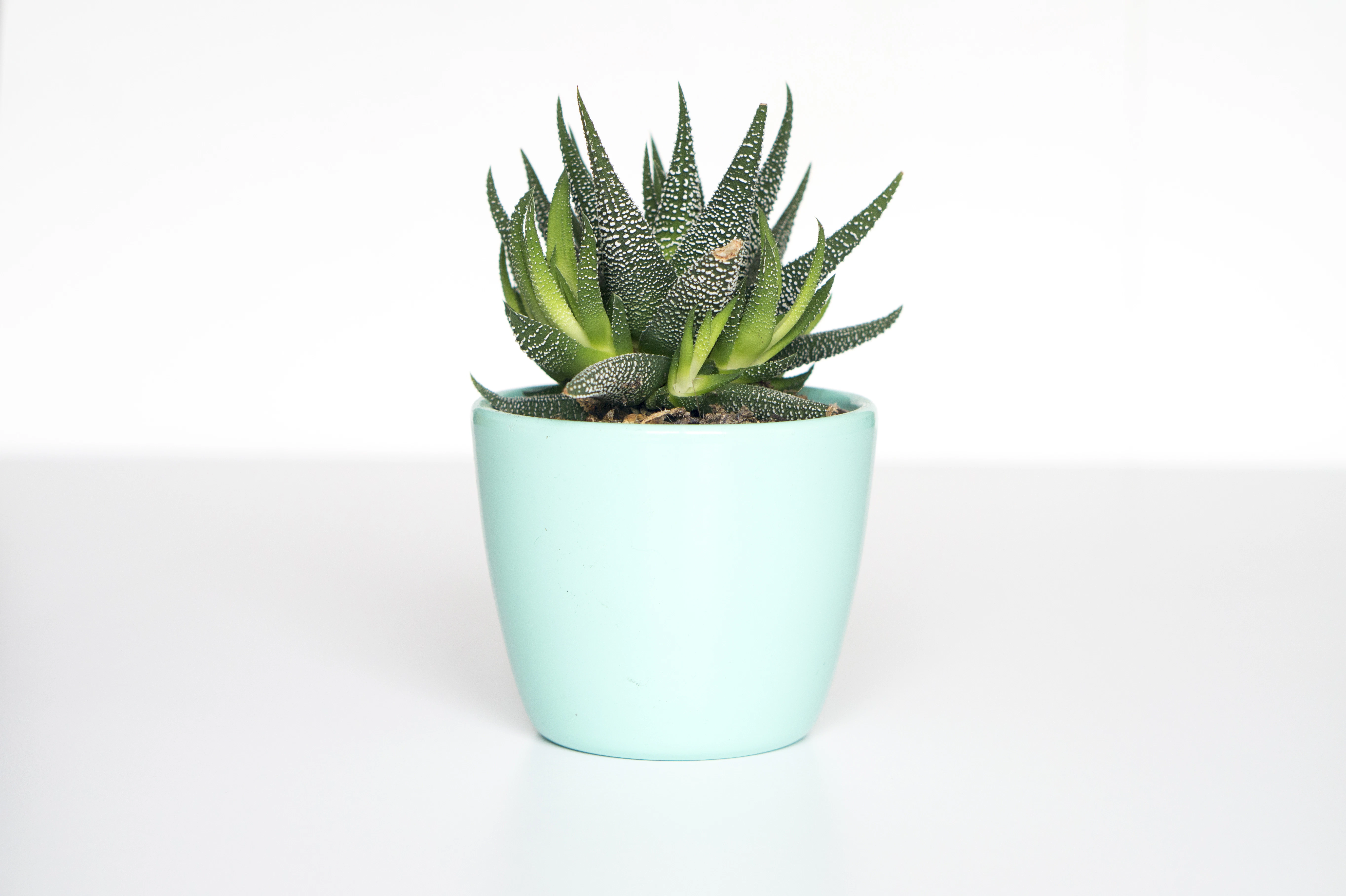 Indoor leafy plants growing in low light near a window