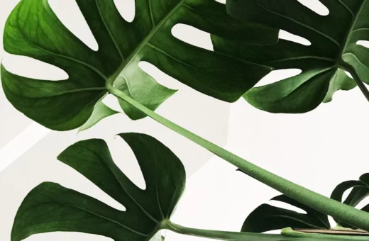 How to Keep Your Vertical Garden Alive While You’re Away