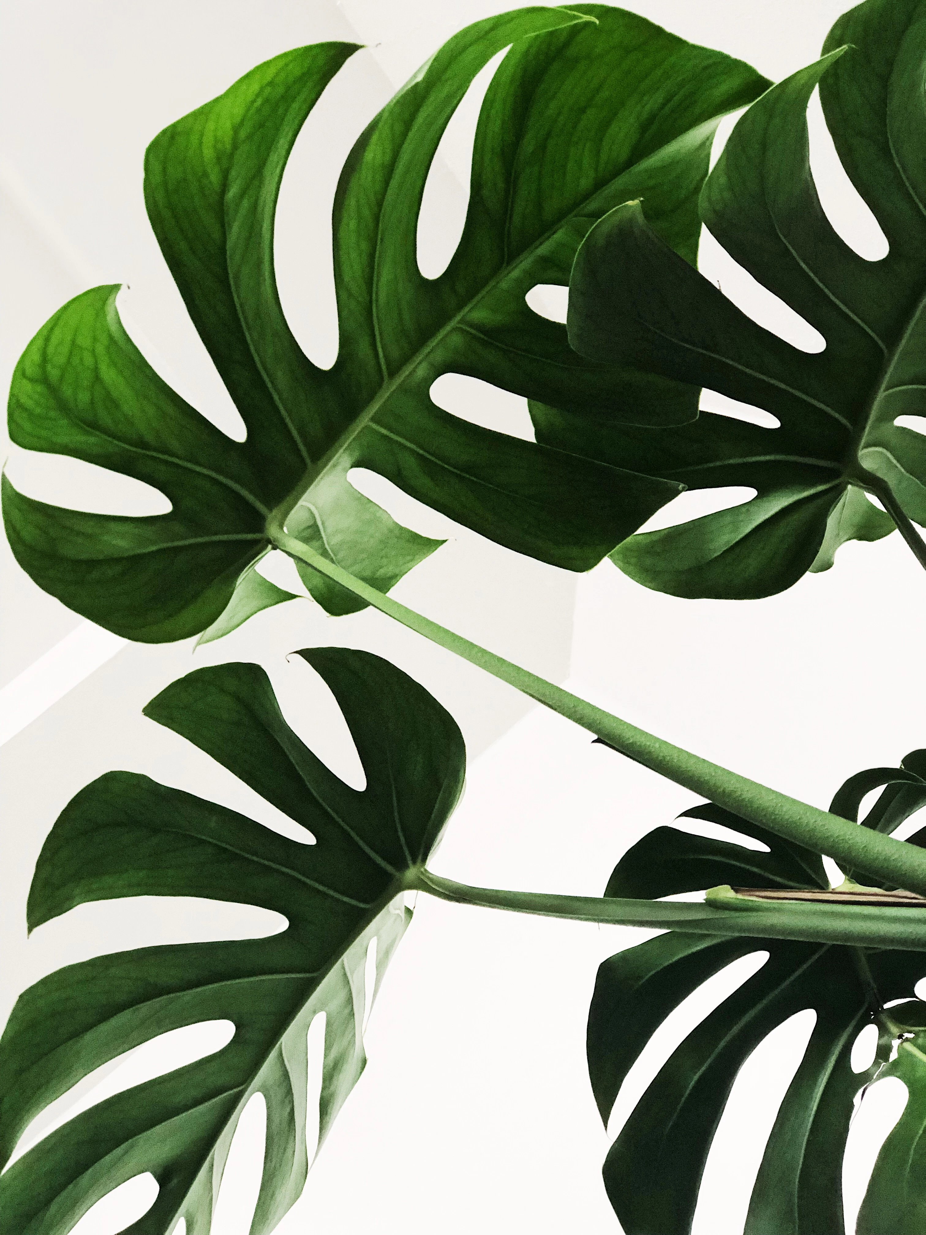 Indoor plant being prepared for travel-time care