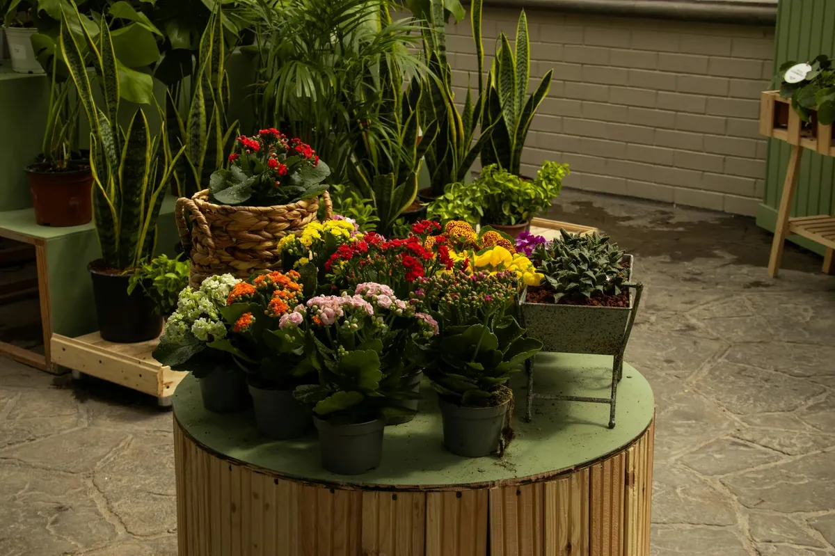 Indoor flowers and houseplants