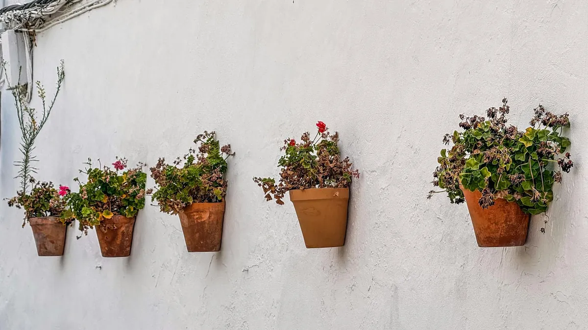 Indoor flowering plants in a vertical arrangement