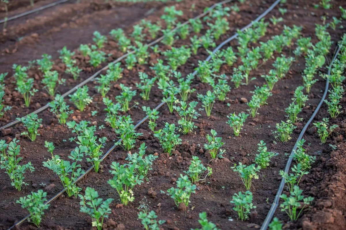 Drip irrigation system for indoor plants