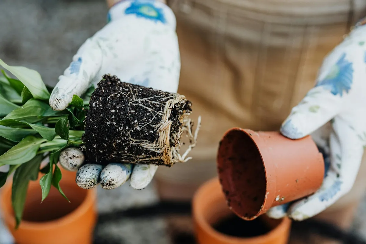 Clean and healthy plant roots in soil