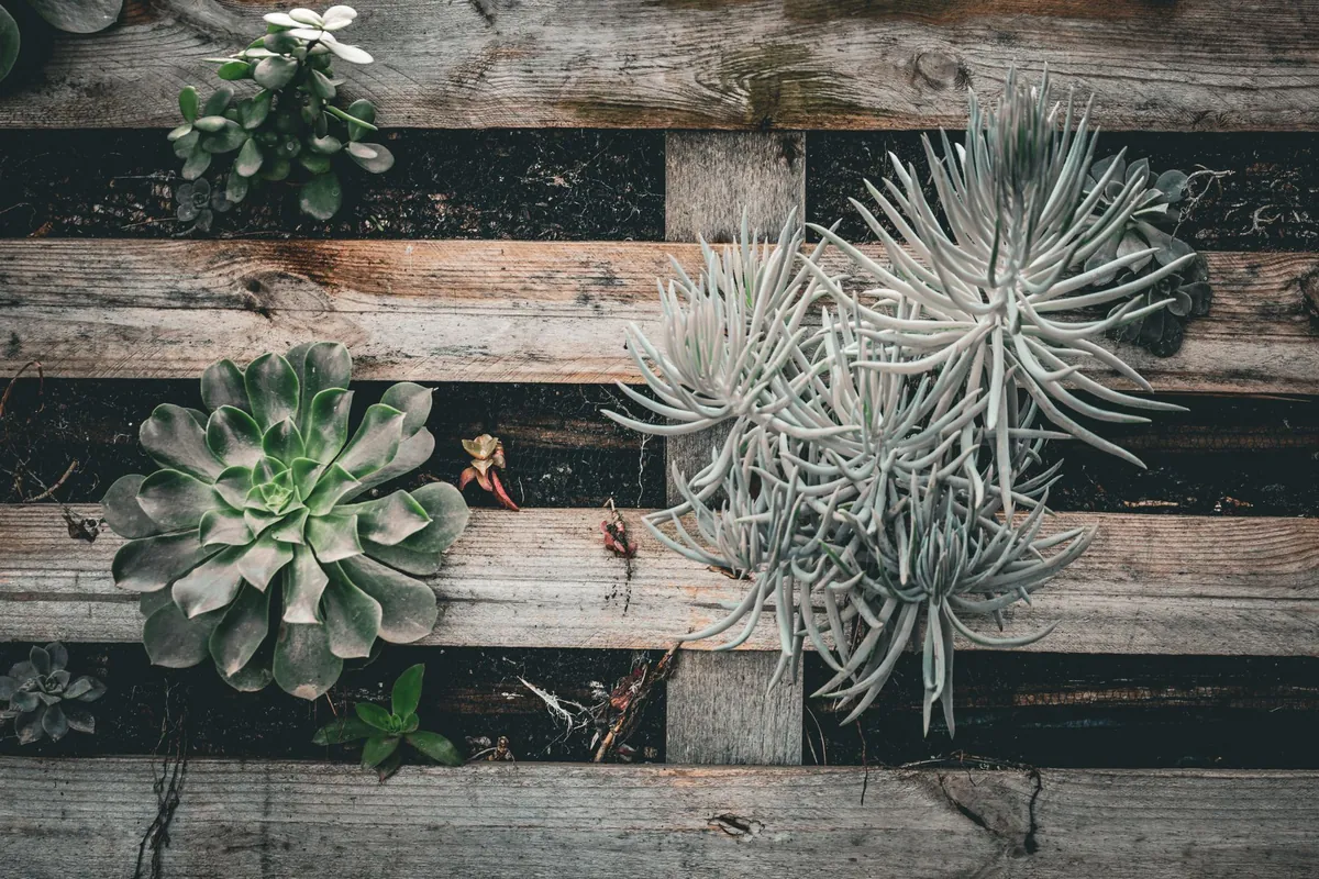 Wooden pallet repurposed for indoor vertical garden