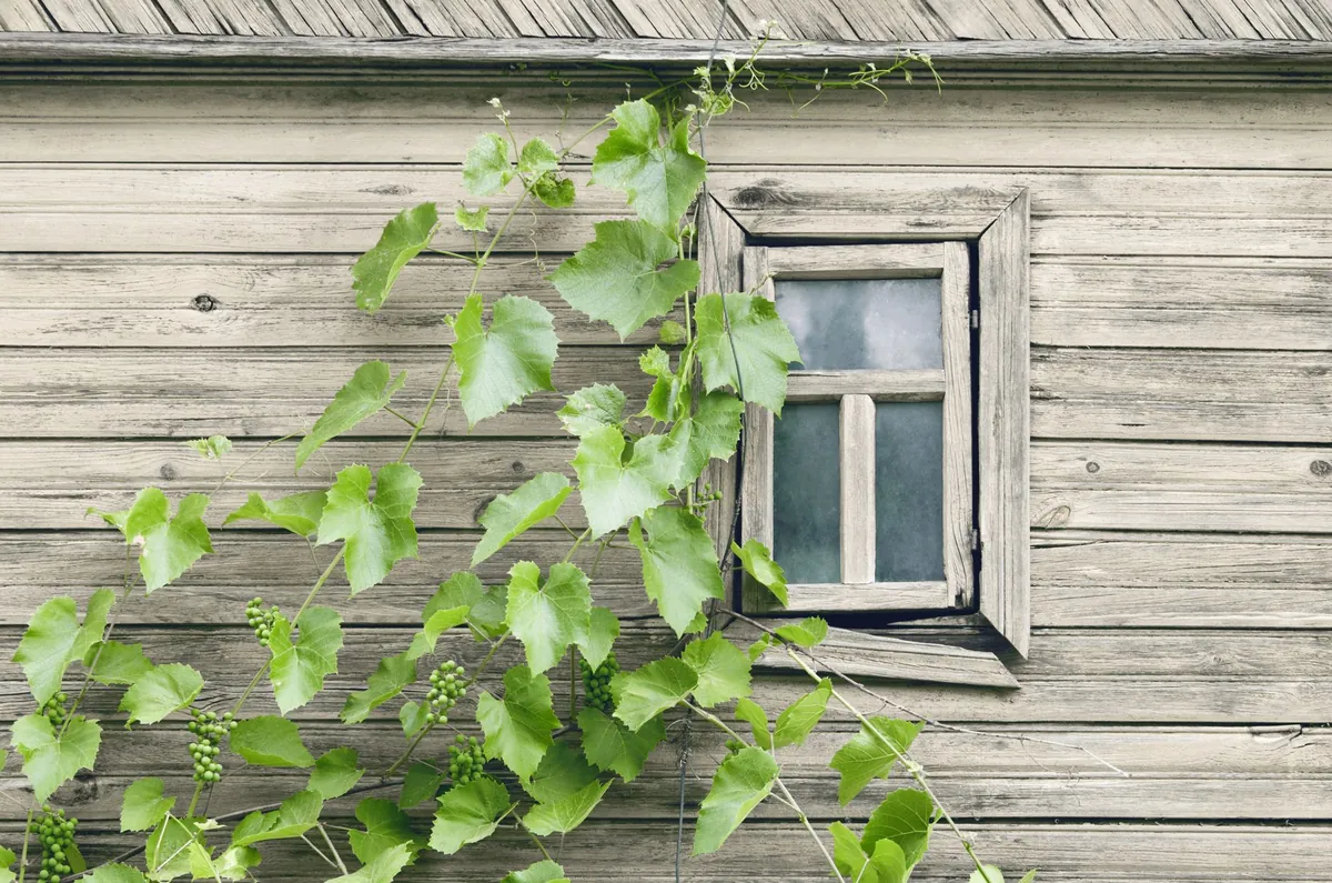 Climbing edible plant on trellis indoors