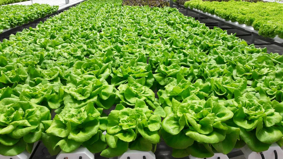 Complete DIY hydroponic wall garden installation