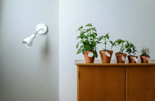 Best Flowering Plants for Vertical Indoor Walls: Low-Maintenance Picks