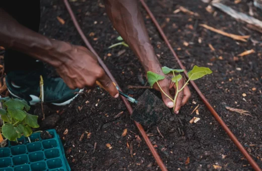 DIY Drip-Fed Vertical Garden: How to Build a Simple Automated System