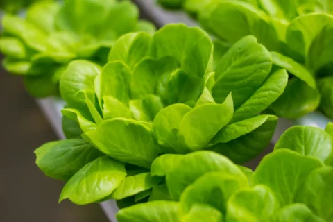 Hydroponic wall garden with leafy greens