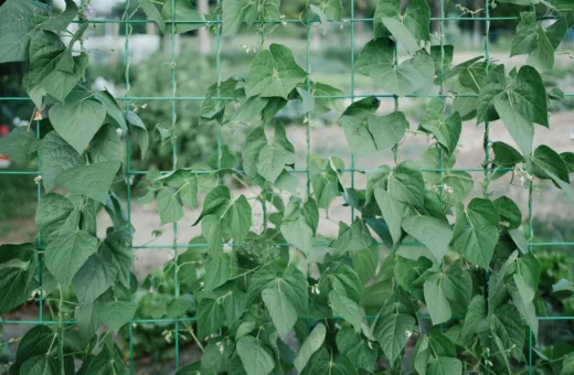 Edible Vines for Indoor Vertical Walls: 6 Productive Options