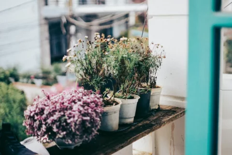 Healthy indoor vertical garden plants