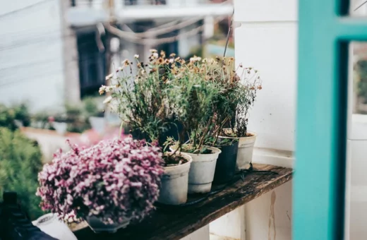 Why Plants in Vertical Gardens Stop Growing: 7 Common Reasons