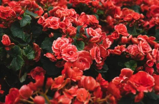 Aeroponics for Apartment Growers: Why Soil-Free Is Easier in Small Spaces